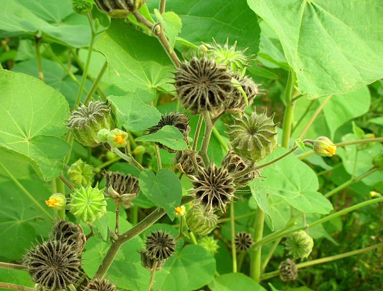 Abutilon theophrasti / Cencio molle